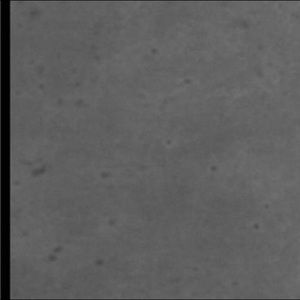 Meet your Posher, Austyn